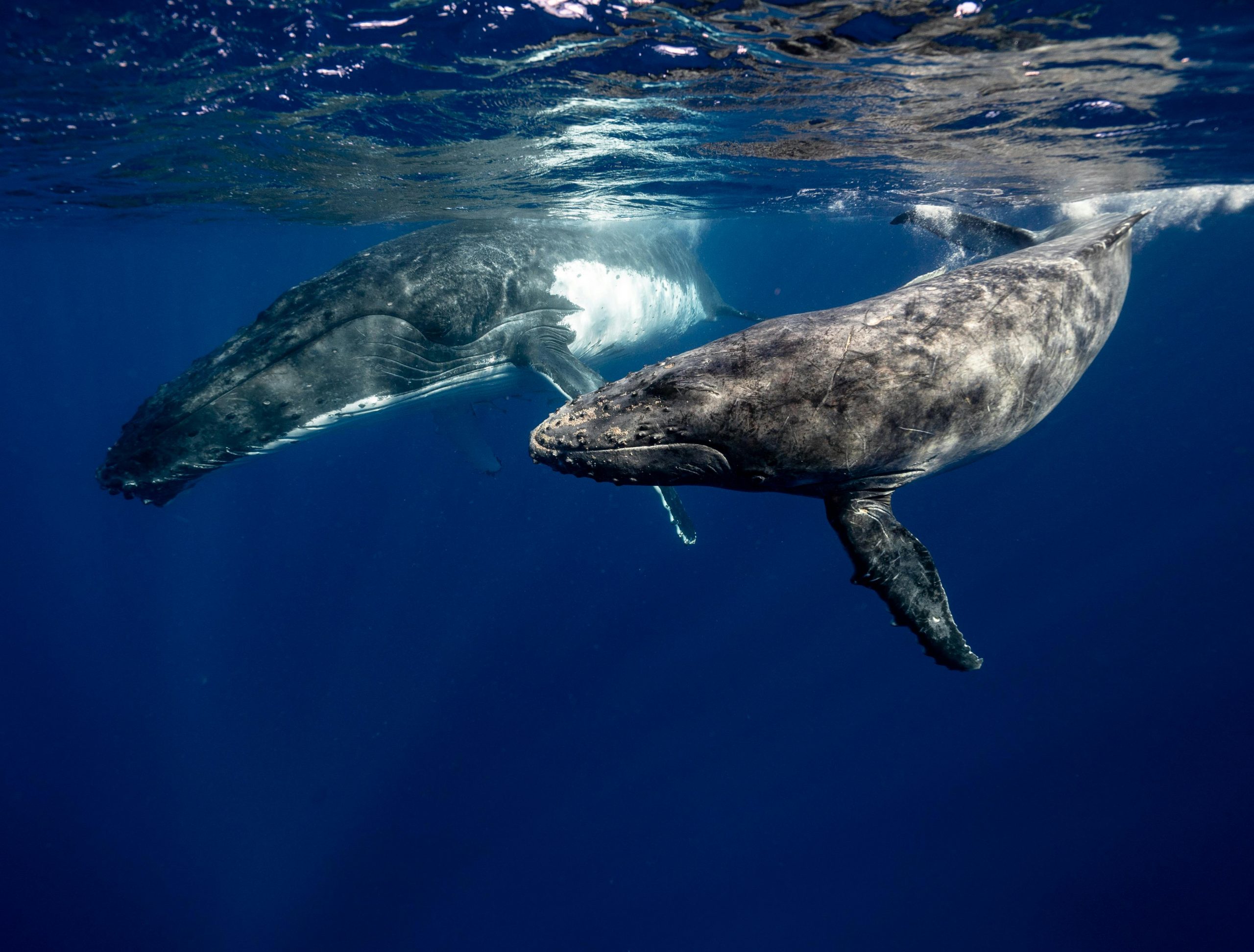 Interactive Whale Displays Planned as Part of Local Marine Conservation Efforts