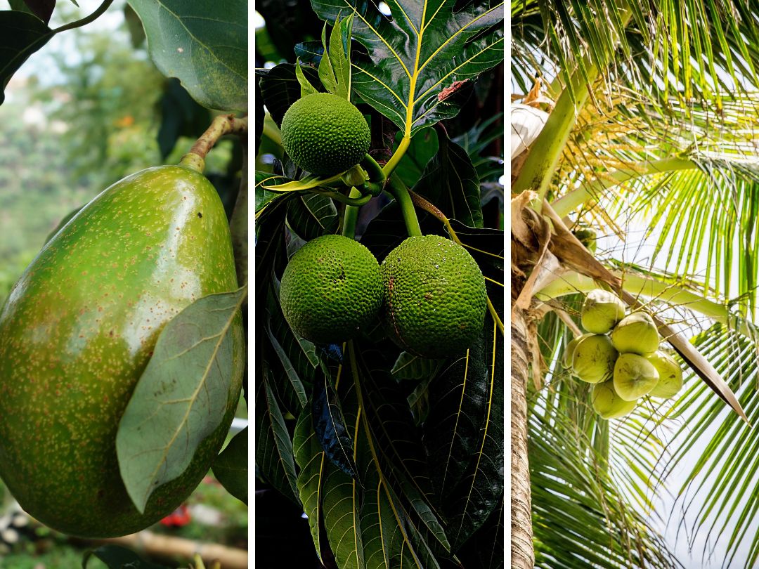 Moves Being Made to Re-establish Orchards in Montserrat’s South
