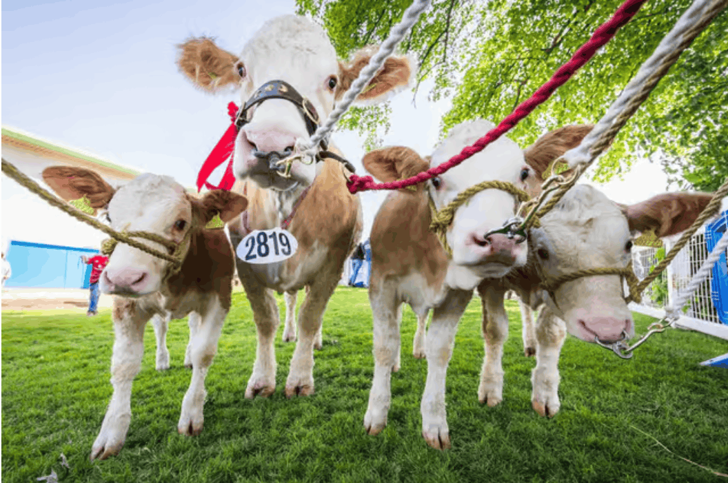 Agri Expo to Feature Livestock and Agricultural Production Competitions