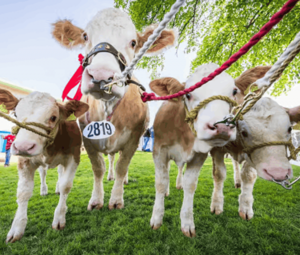 Agri Expo to Feature Livestock and Agricultural Production Competitions