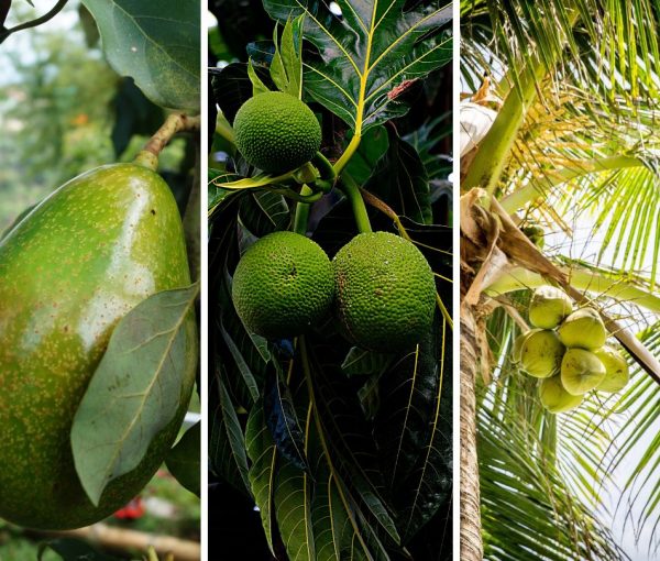 Moves Being Made to Re-establish Orchards in Montserrat’s South