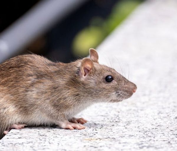 The Ministry of Health Proactively Prepares Healthcare System for Potential Hantavirus Exposure